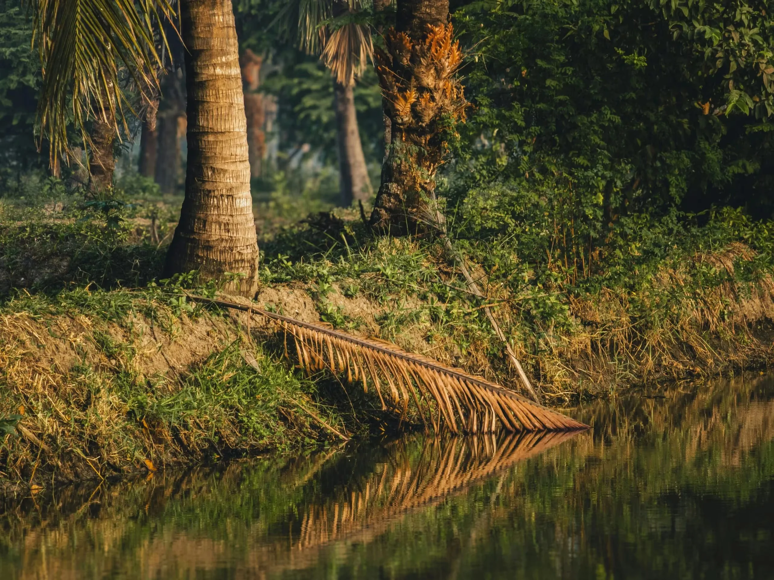Calm river bank with palm trees and reflections in Bagerhat, Bangladesh.